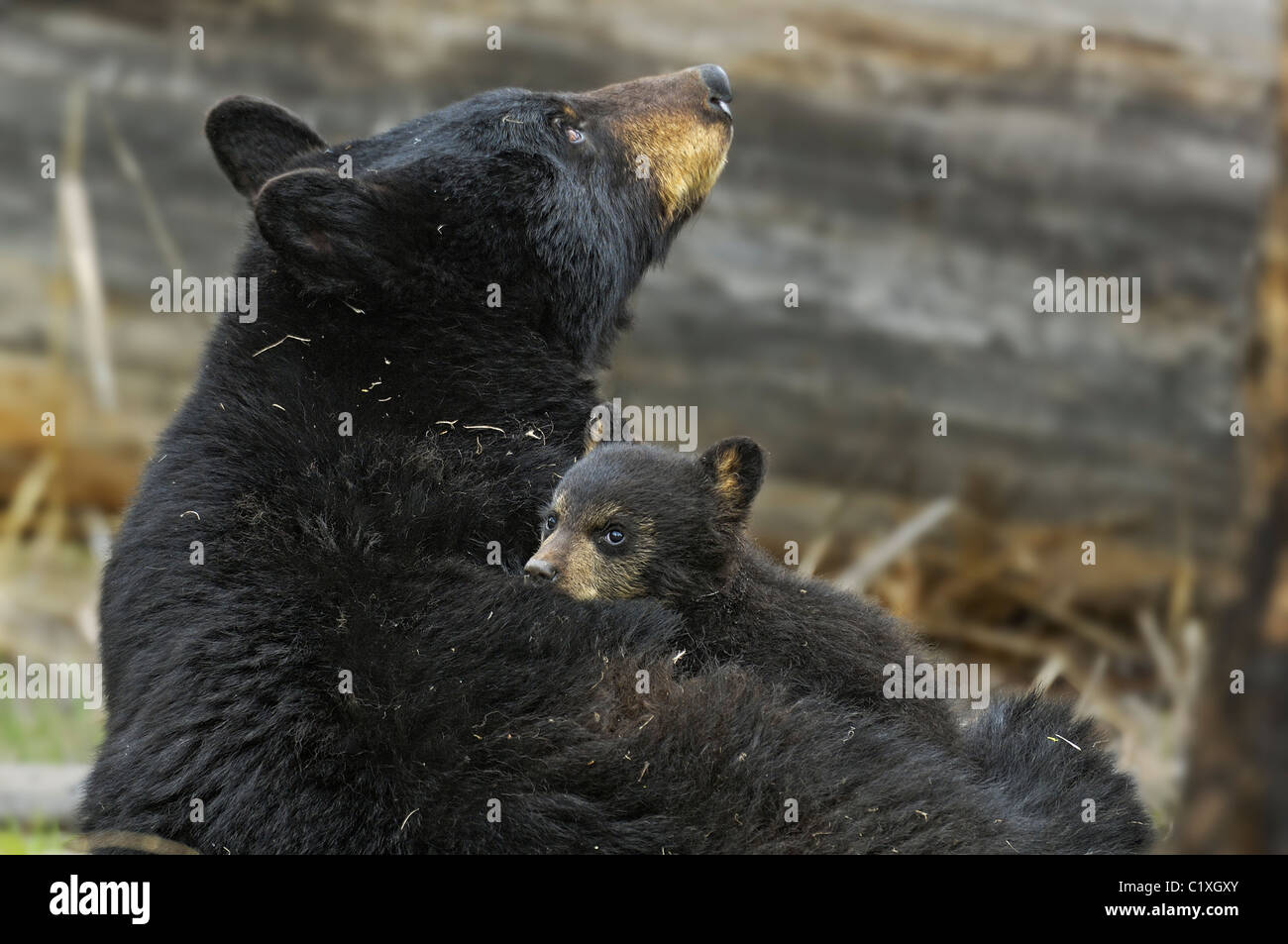 Un Black Bear Cub utilizza la sua madre come un letto Foto Stock