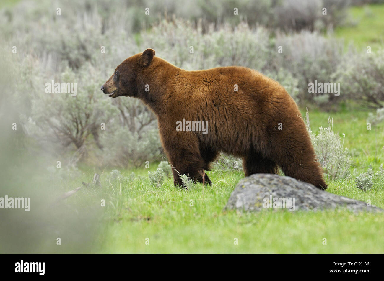 Coppia Cannella Black Bear cinghiale in una nebbiosa mattina Foto Stock