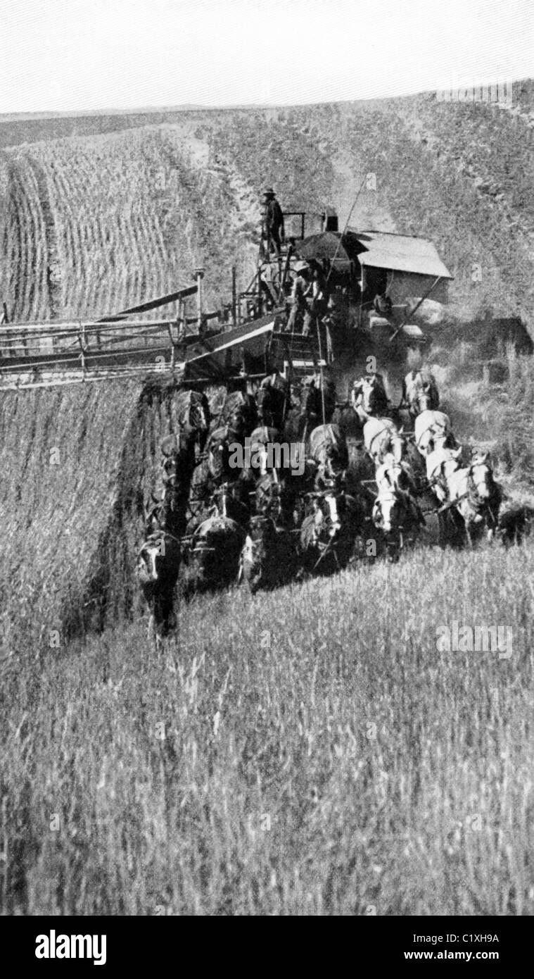 Questa 1903 fotografia mostra gli uomini in Great Western campi di grano, utilizzando una combinazione di trincia semovente, Taglio, trebbiatura, insaccatrice. Foto Stock