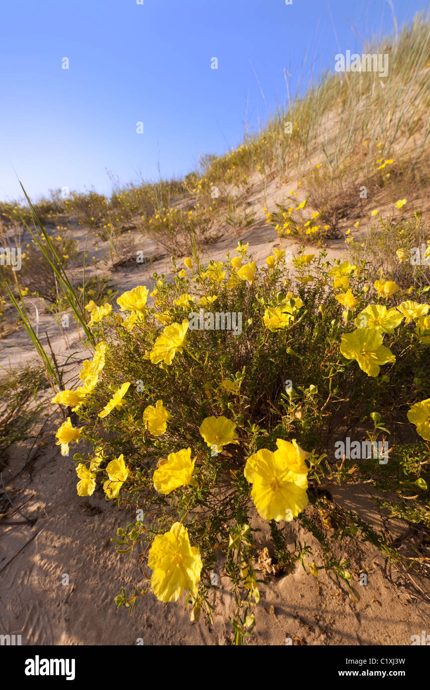 Il giallo di enagra Calylophus serrulatus, Monahans colline di sabbia del Parco Statale Texas USA Foto Stock