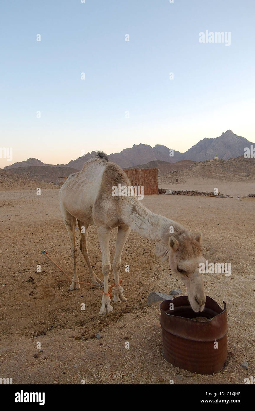 Cammello Foto Stock