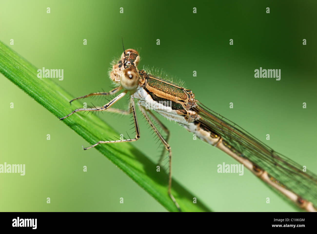 In prossimità di una grande libellula marrone su erba verde stelo luminoso con sfondo verde Foto Stock