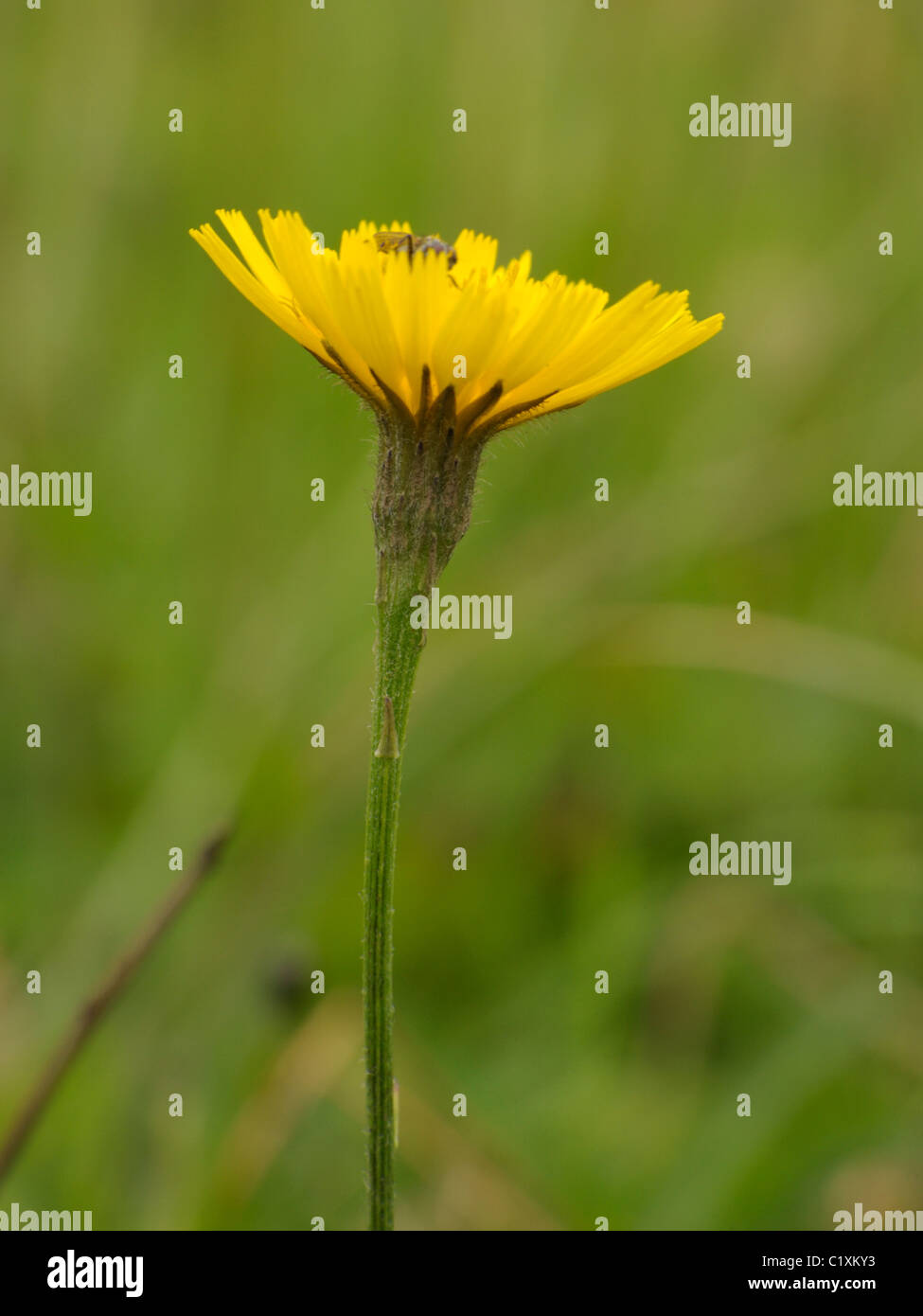 Autunno Hawkbit, leontodon autumnalis Foto Stock