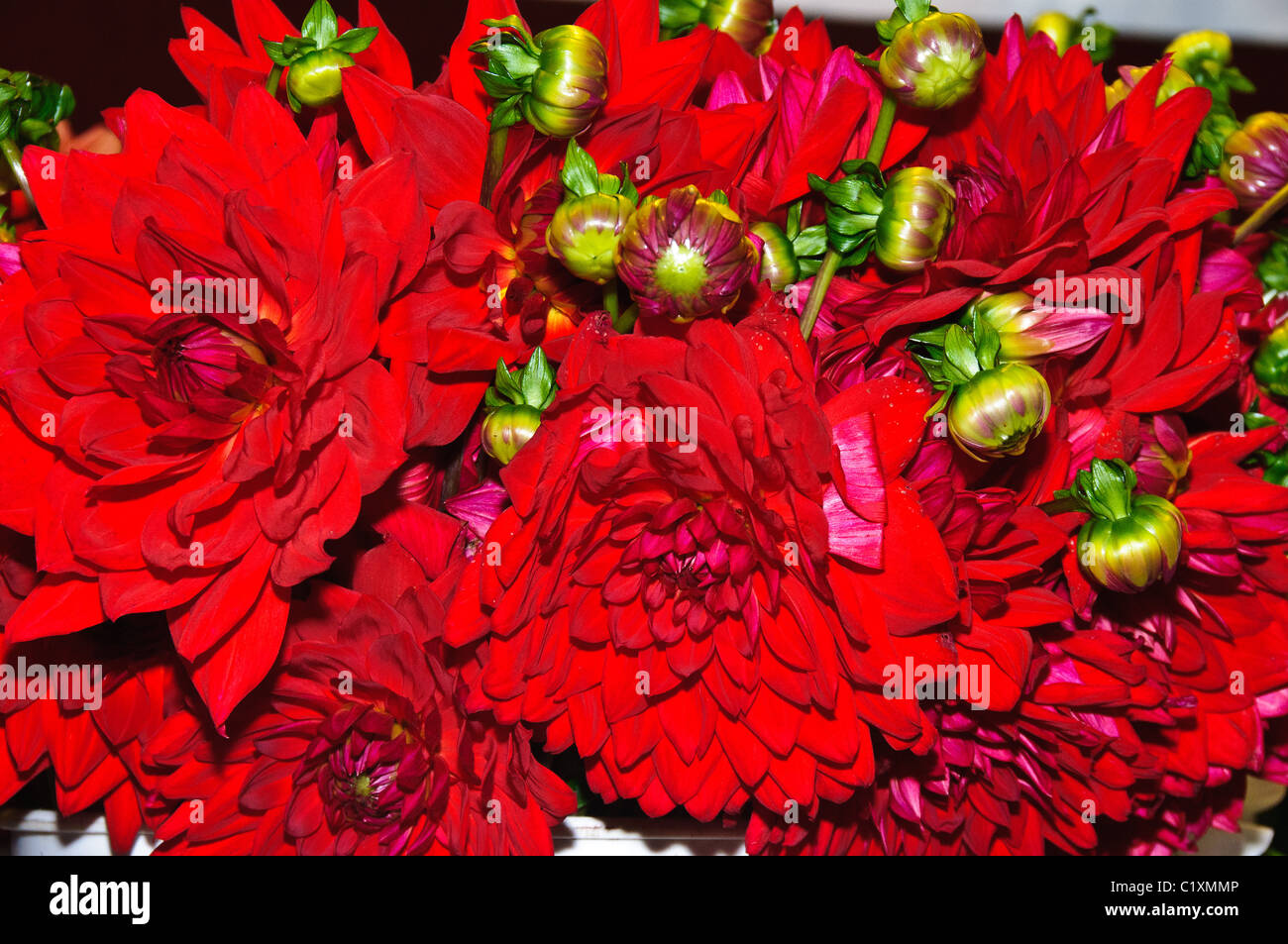 Fiori in mostra, commerciante di mercato in stallo, del Mercato di Pike Place, Seattle, Washington Foto Stock