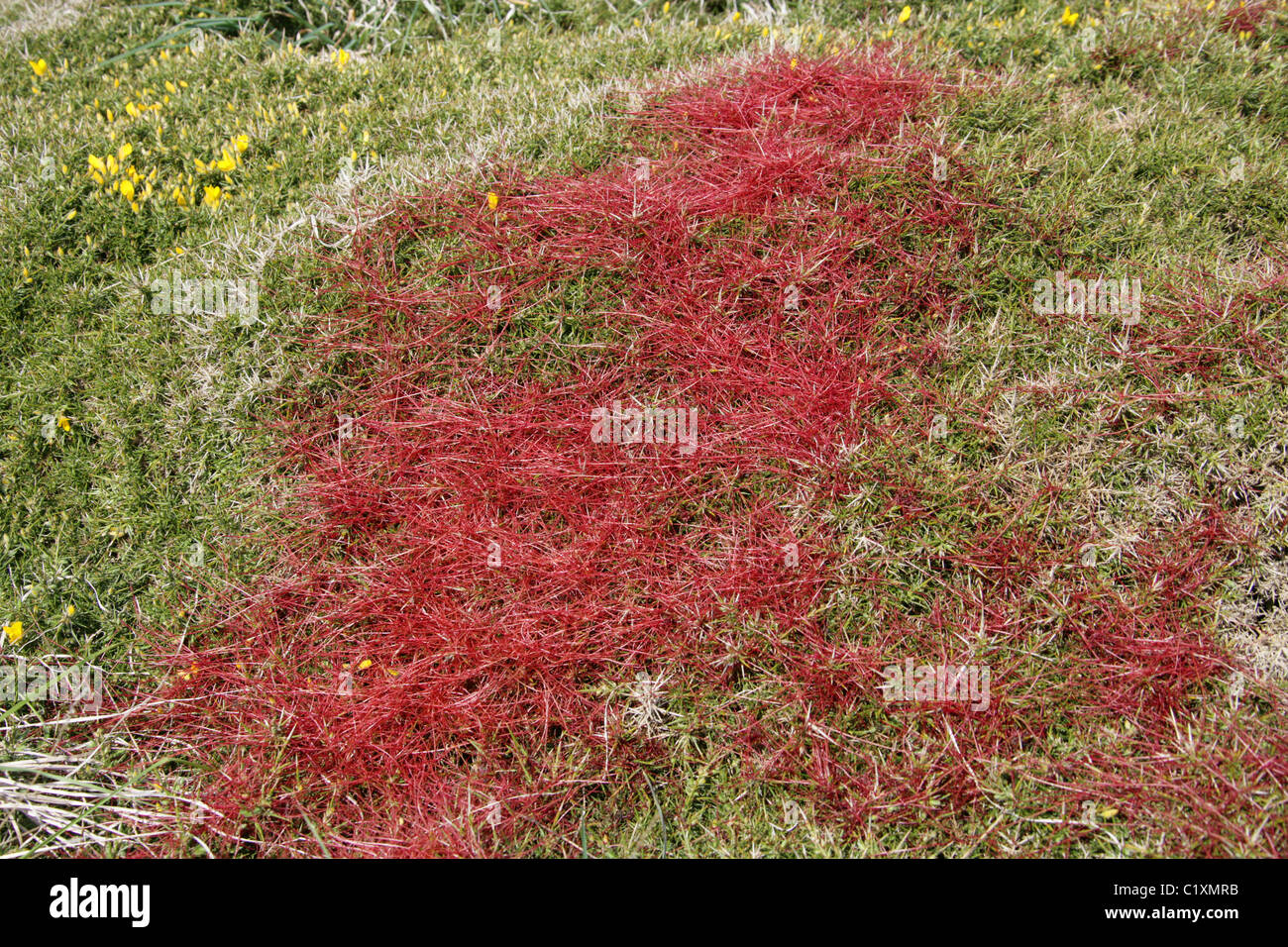 Comune, Dodder Hellweed o strangolare-tara, Cuscuta epithymum, Cuscutaceae. Pianta parassita che cresce su ginestre, Cornwall, Regno Unito. Foto Stock