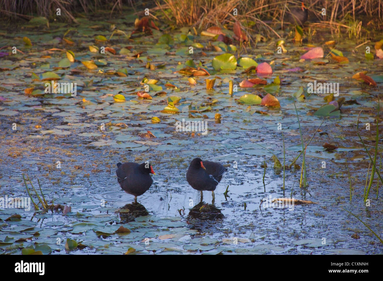 Due gallinelle d'acqua in un laghetto di gigli, St Marks National Wildlife Refuge, Florida, Stati Uniti d'America Foto Stock