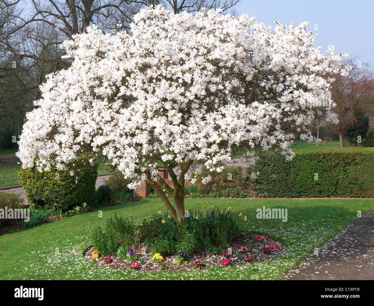 Un bellissimo albero bianco di magnolia in fiore nel giardino di primavera Foto Stock