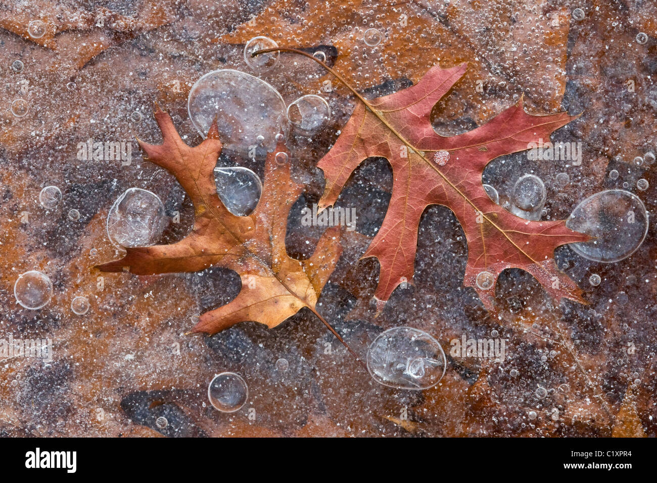Pin Oak Quercus foglie congelate in ghiaccio con bolle intrappolate Michigan STATI UNITI Foto Stock