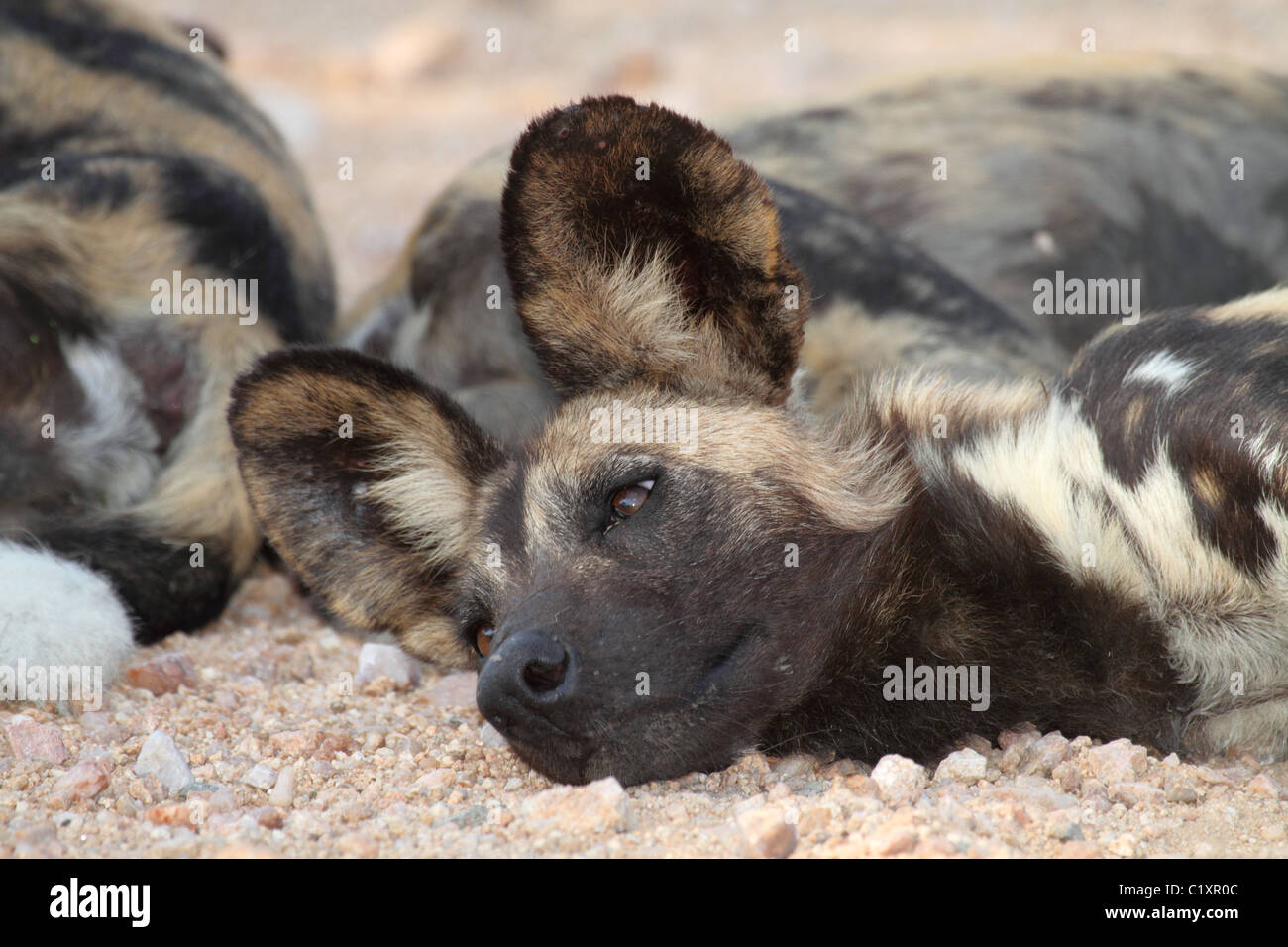 Selvatico Africano o dipinto di cane Foto Stock