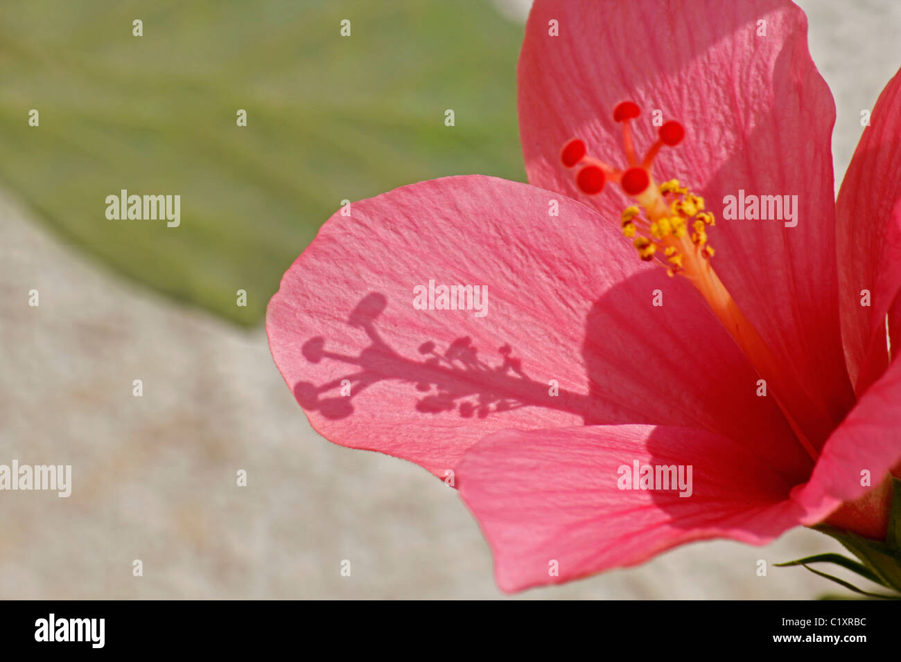 Hibiscus rosa-sinensis, rosa della Cina è salito, Cinese hibiscus Foto Stock