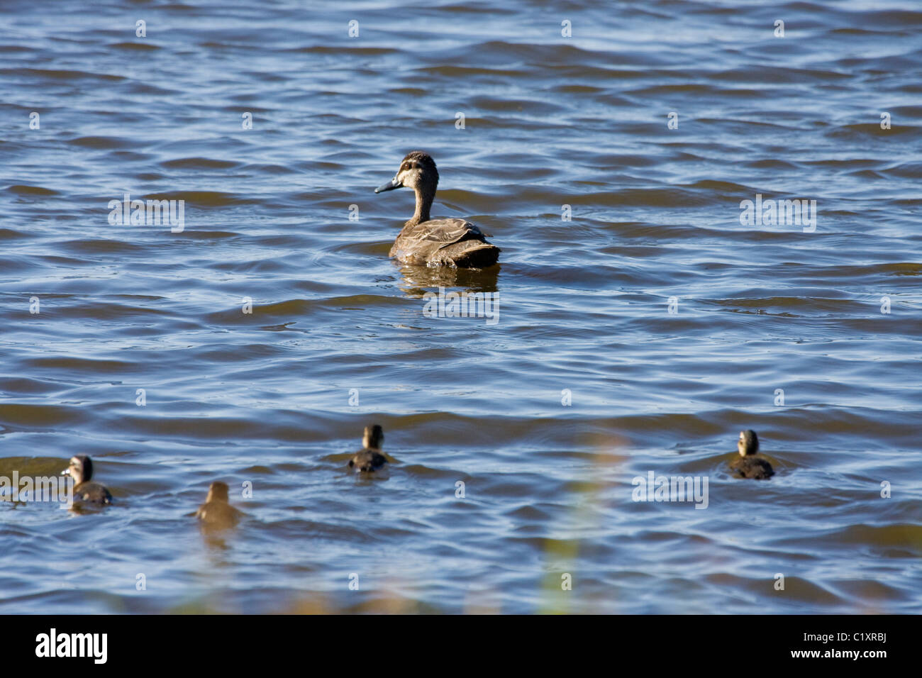 Pacific black duck (Anas superciliosa ) con le ochette ( pulcini ). Foto Stock