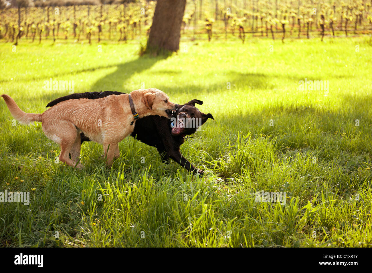 Il Labrador Cani giocare combattimenti Foto Stock