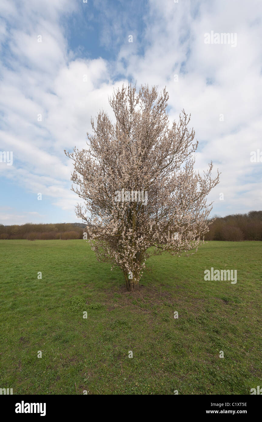Albero di biancospino blossom, comunemente usato come una siepe impianto da solo in campo seminato da uccelli con graziosi fiori bianchi su esili rami laterali. Foto Stock