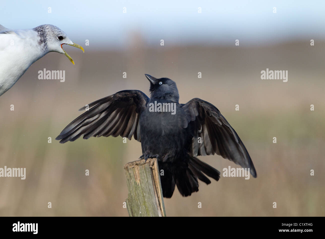 Taccola Corvus monedula essendo attaccato da gabbiano comune Foto Stock