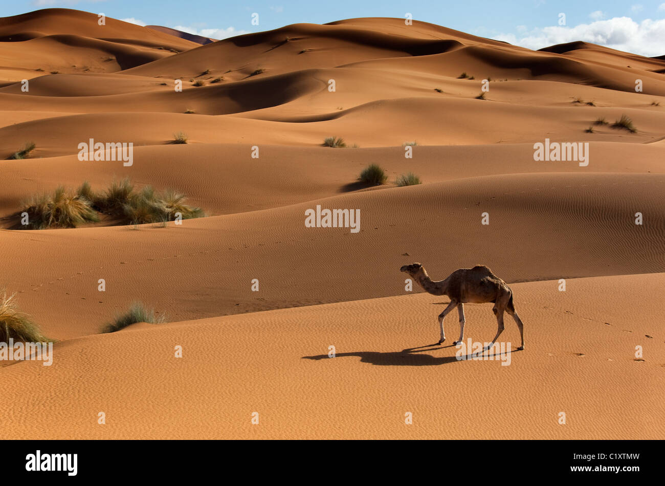 Cammello su Erg Chebbi dune di sabbia del deserto del Sahara in Marocco Africa del Nord Marzo Foto Stock