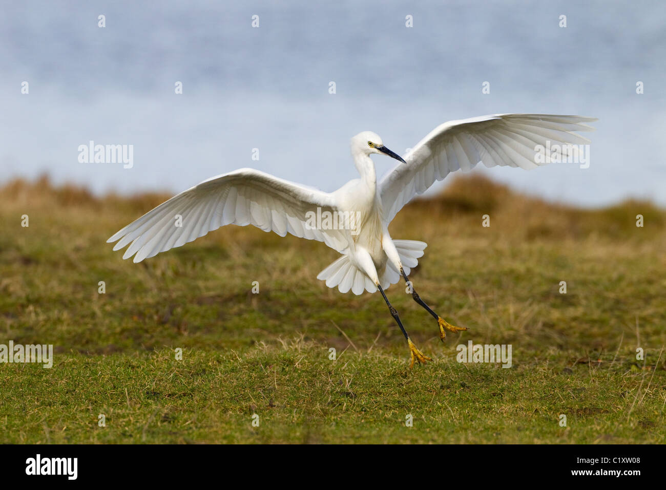 Little Egret Egretta garzetta sulla costa nord del Norfolk UK Foto Stock