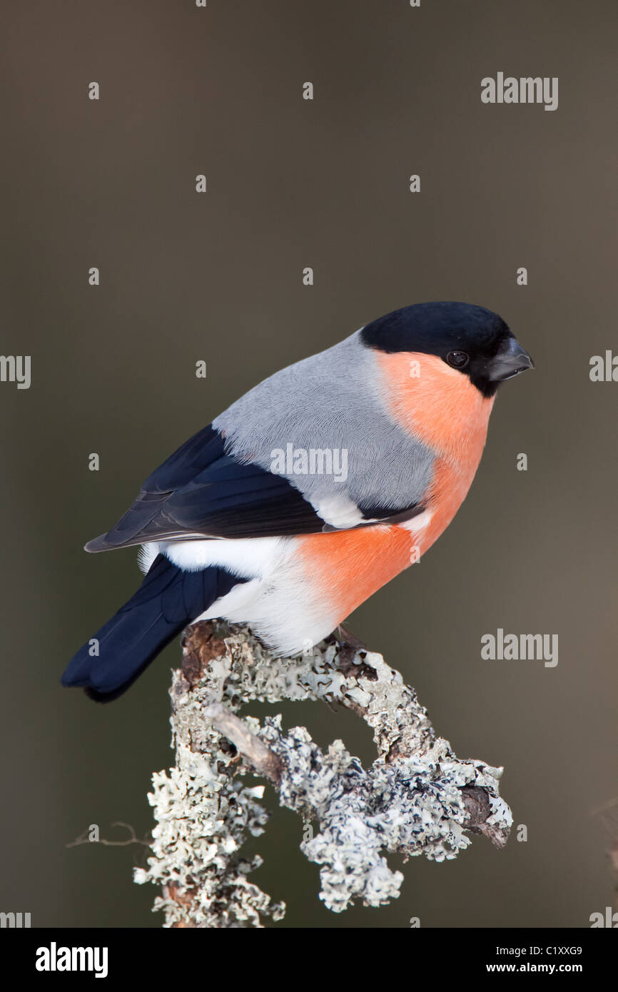 Ciuffolotto Foto Stock