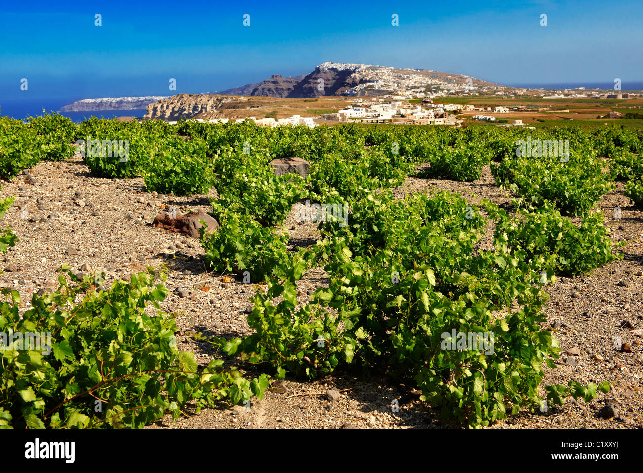 Bassa viticoltura di Santorini, Grecia Foto Stock