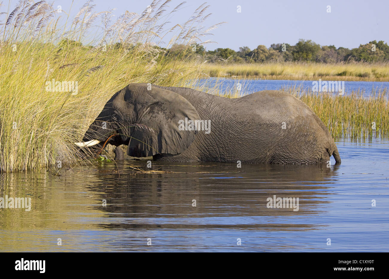 Elefante africano Foto Stock