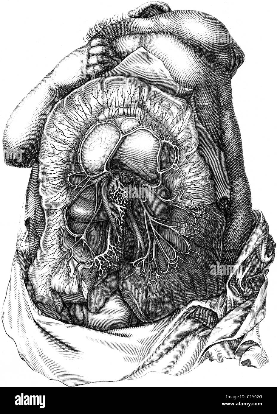 Xix secolo illustrazione del libro preso dalla nona edizione (1875) della Enciclopedia Britannica, dei vasi sanguigni di intestino Foto Stock
