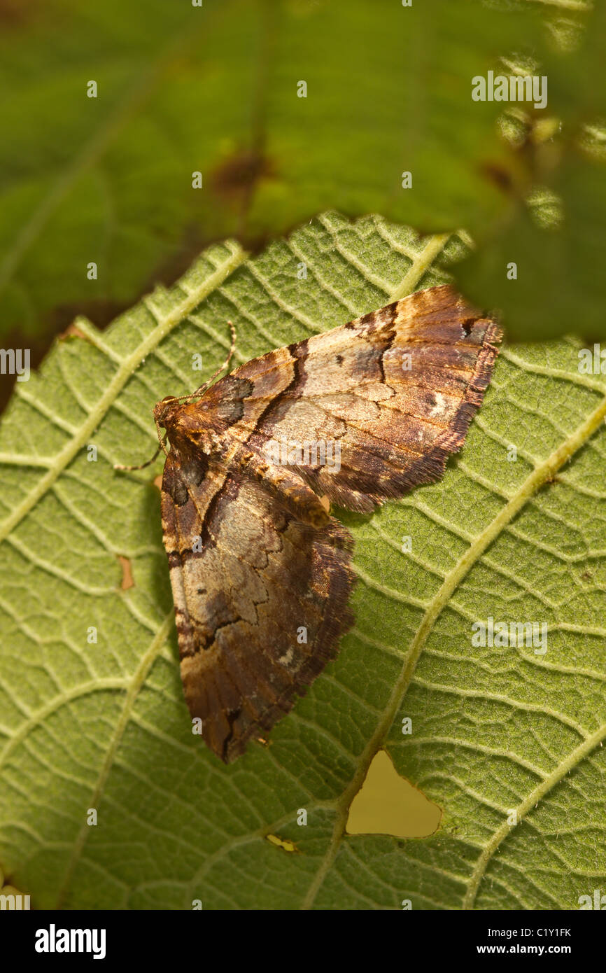 Striscia di spalla (Earophila badiata) Foto Stock