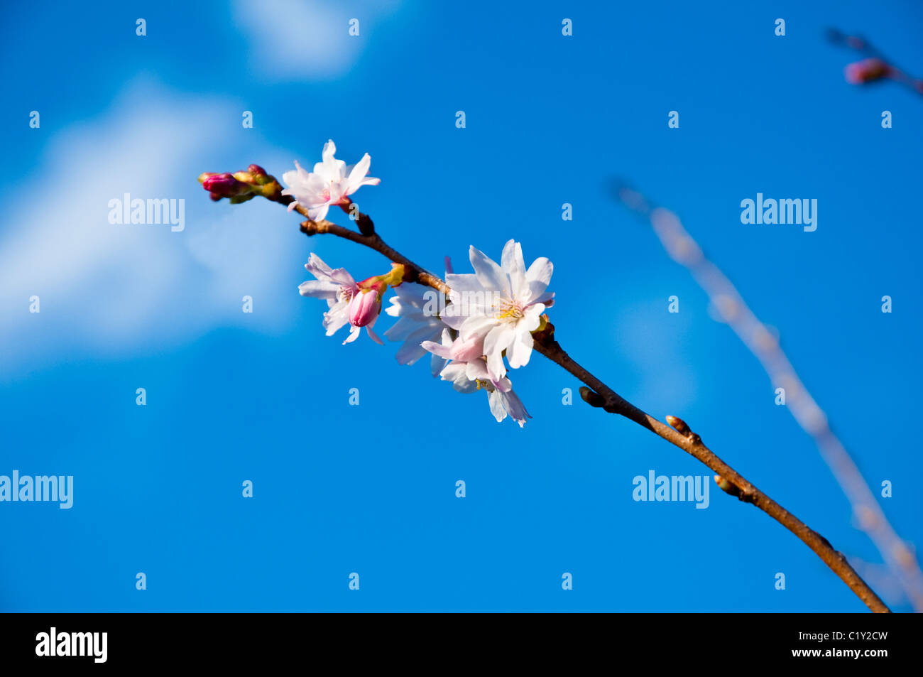 Ramoscello della fioritura invernale Ciliegia - contro un luminoso cielo blu. Regno Unito Foto Stock