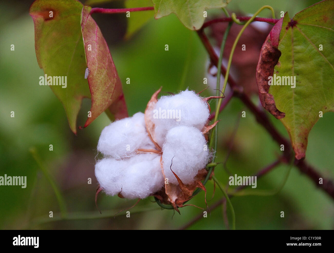 Primo piano di campo di cotone, in tarda stagione Foto Stock