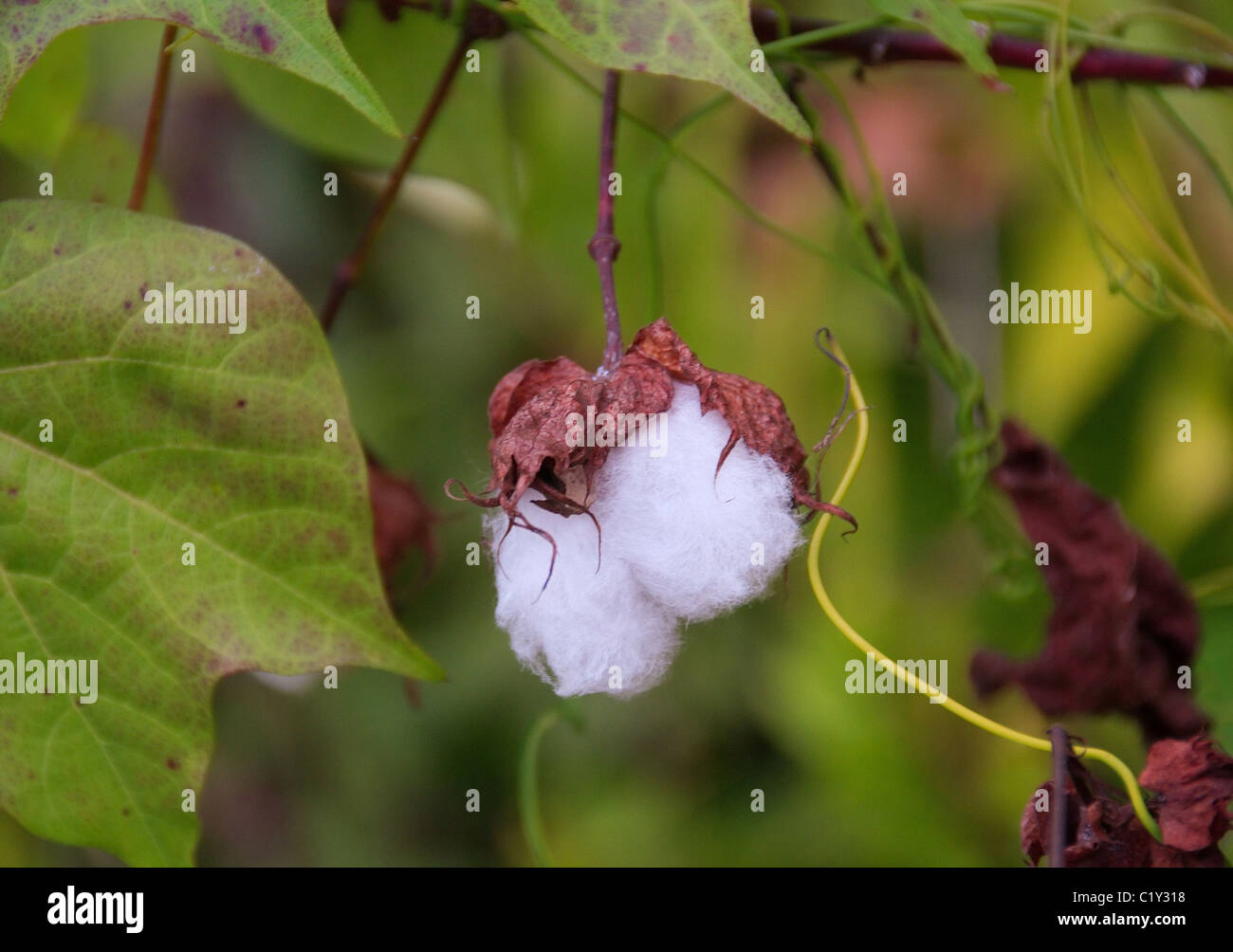 Primo piano di campo di cotone, in tarda stagione Foto Stock