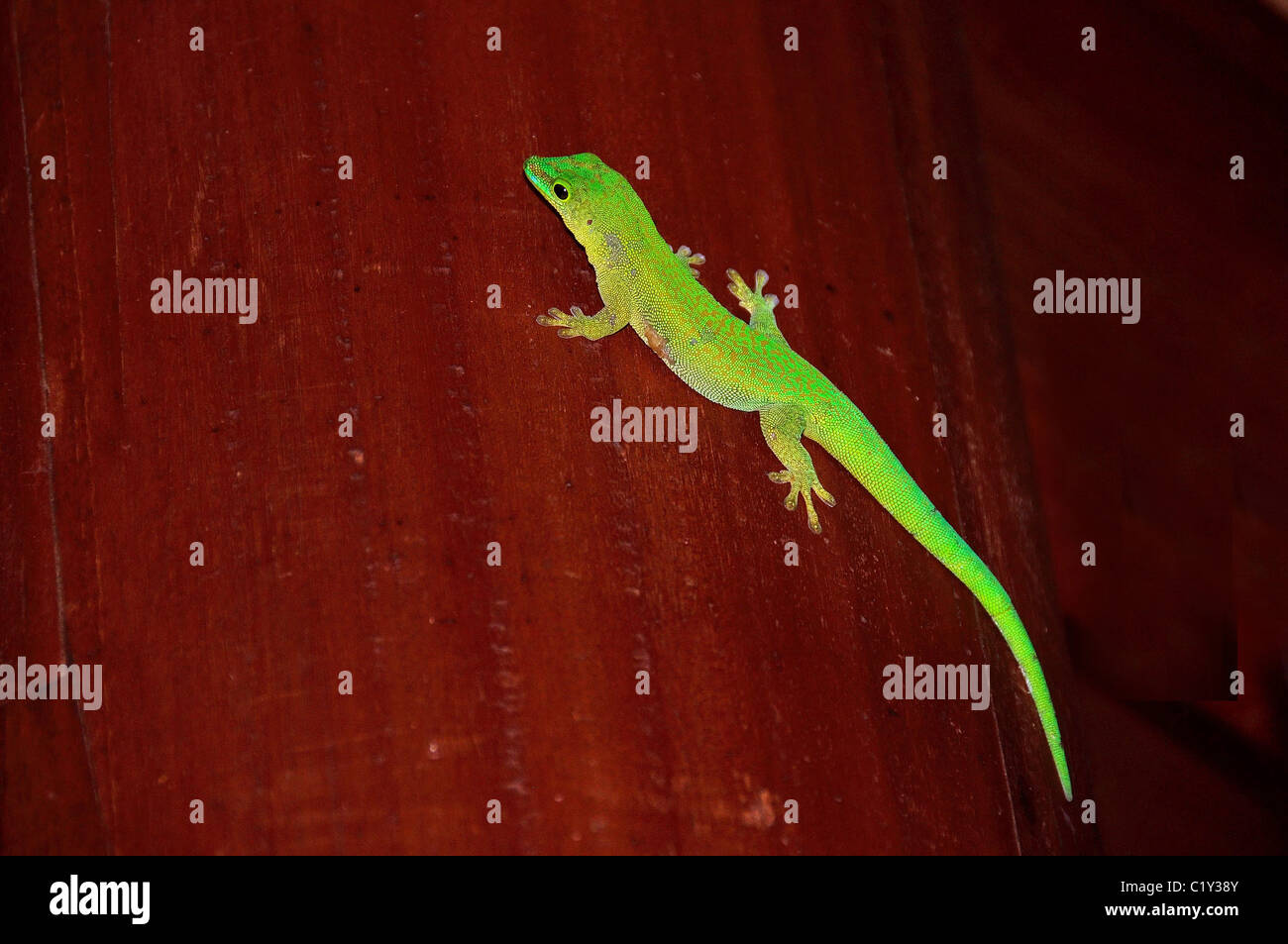 Gecko (chiarimento delle ambiguità). Seicelle Foto Stock