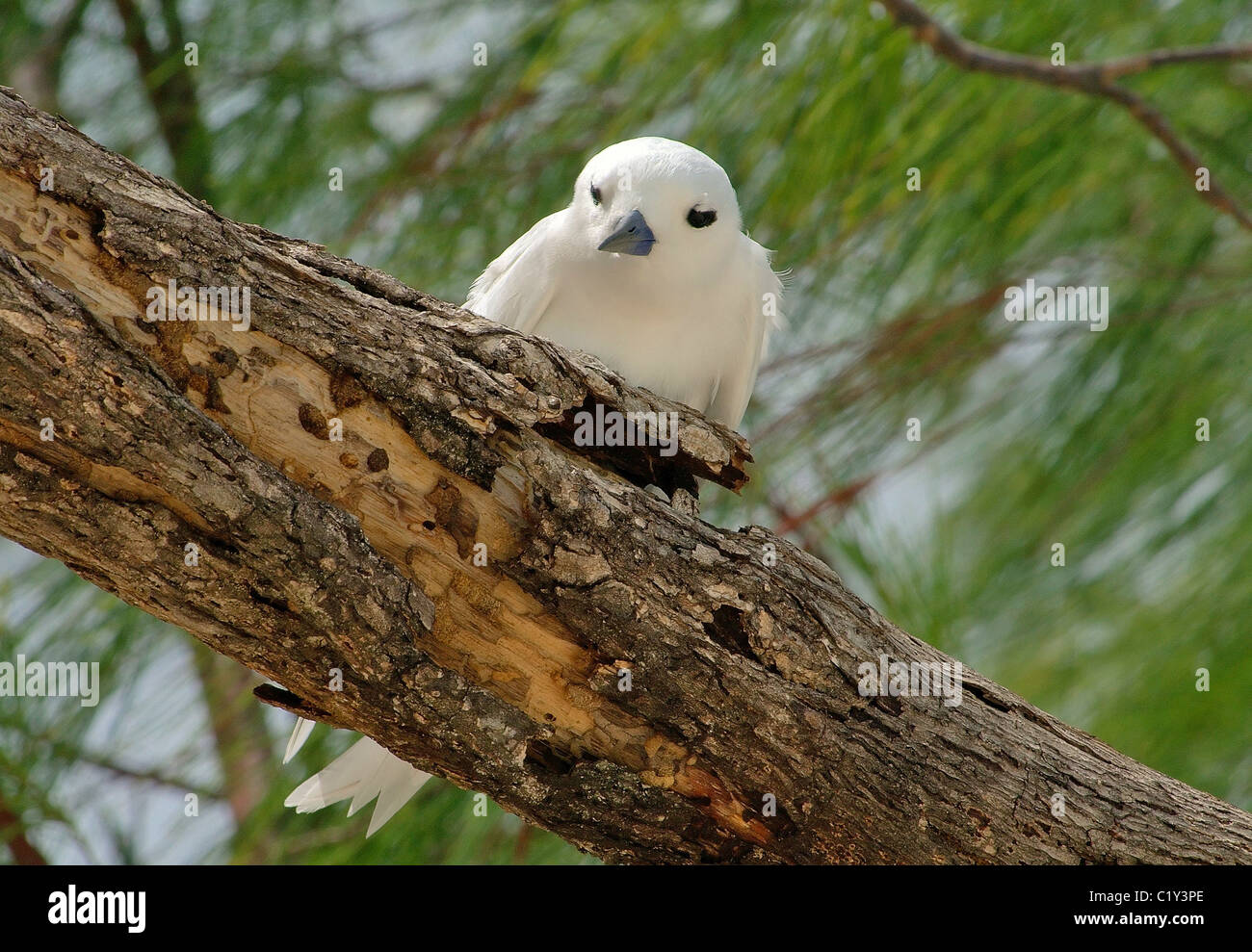 Angelo Terna si siede su un ramo di albero. White Tern uccello o Holy Ghost bird (Gygis alba) Denis Island, Seicelle Foto Stock
