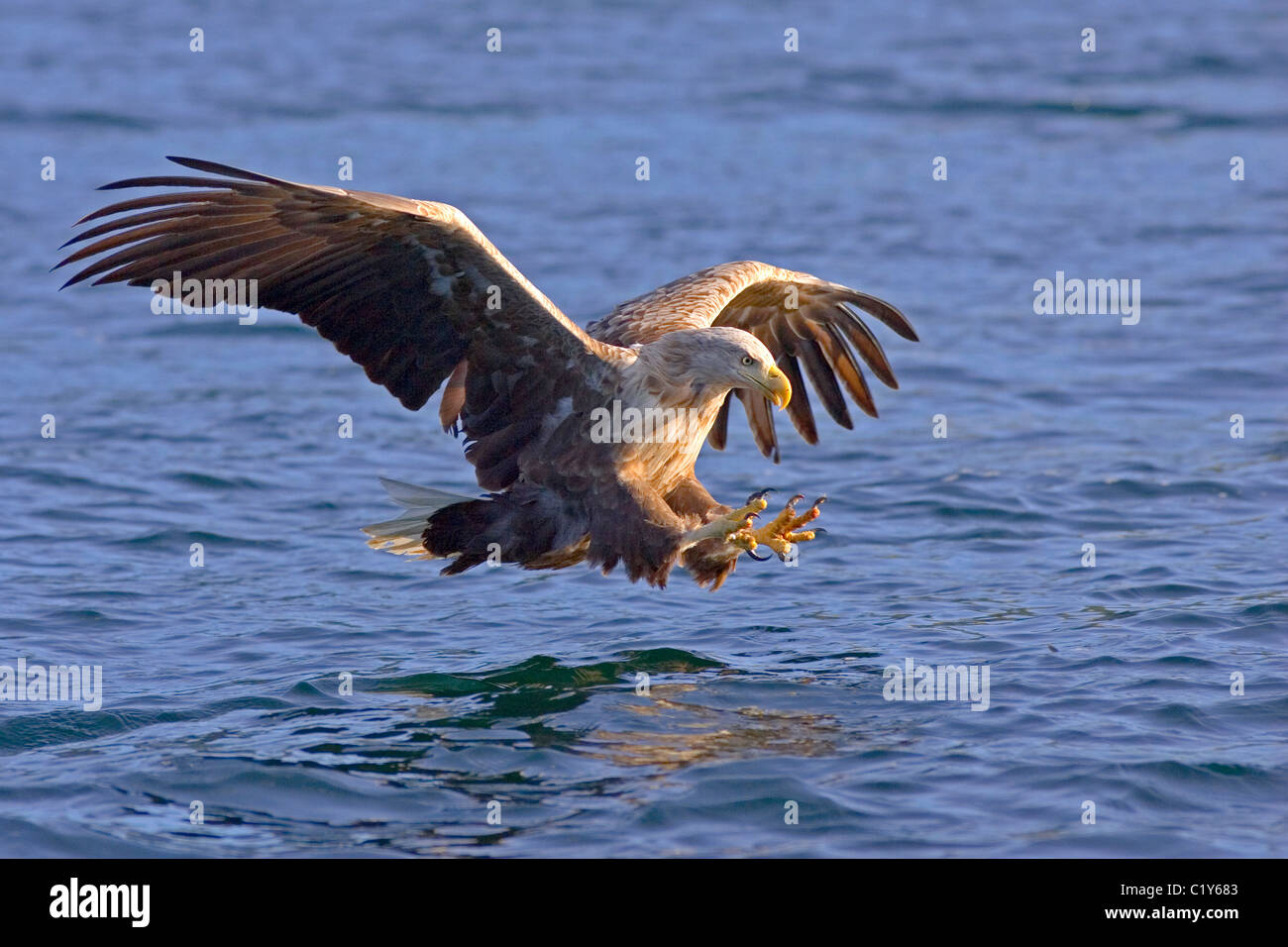 White-tailed eagle Haliaeetus albicilla afferrando il pesce Norvegia europa Foto Stock