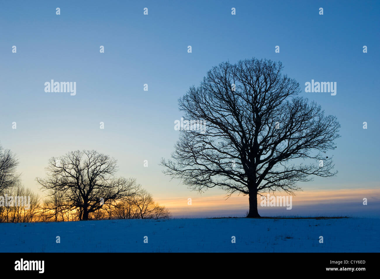 Stagliano alberi di quercia all'alba d'inverno Douglas County Minnesota USA Foto Stock