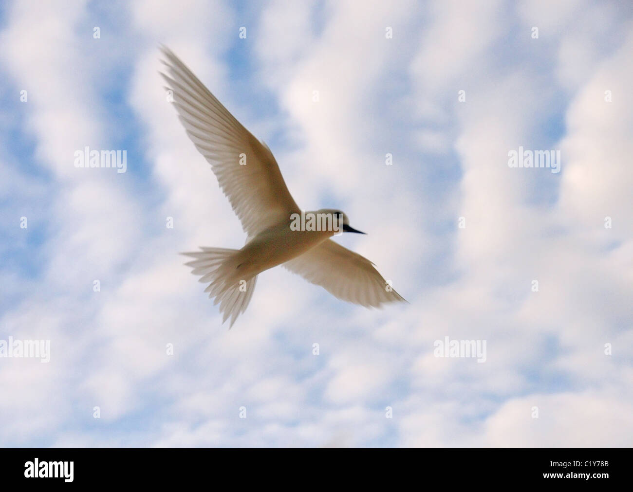 Angelo Tern vola contro lo sfondo di nuvole. White Tern uccello o Holy Ghost bird (Gygis alba) Denis Island, Seicelle Foto Stock