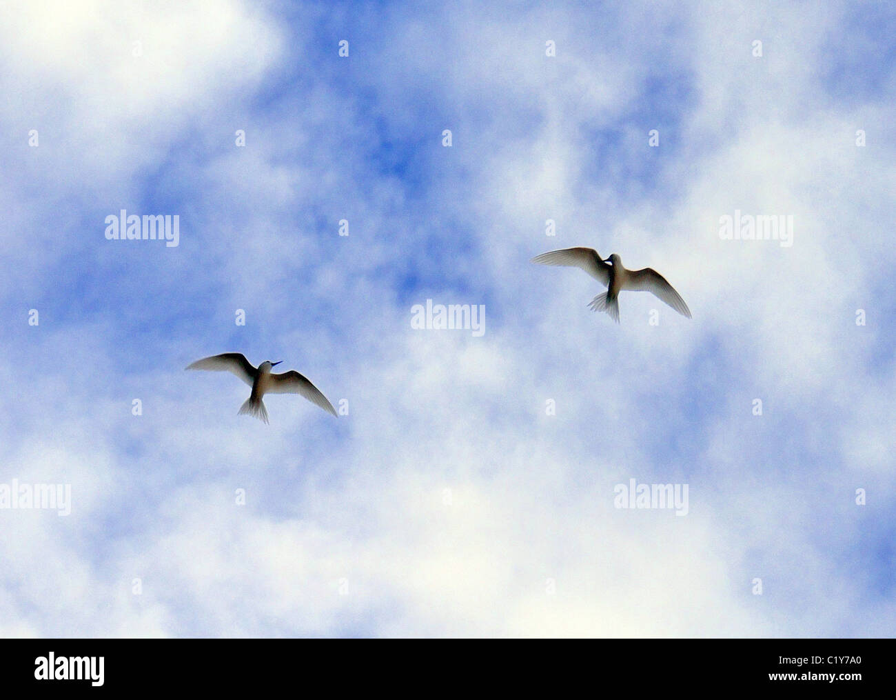 Due angeli Tern vola contro lo sfondo di nuvole. White Tern uccello o Holy Ghost bird (Gygis alba) Denis Island, Seicelle Foto Stock