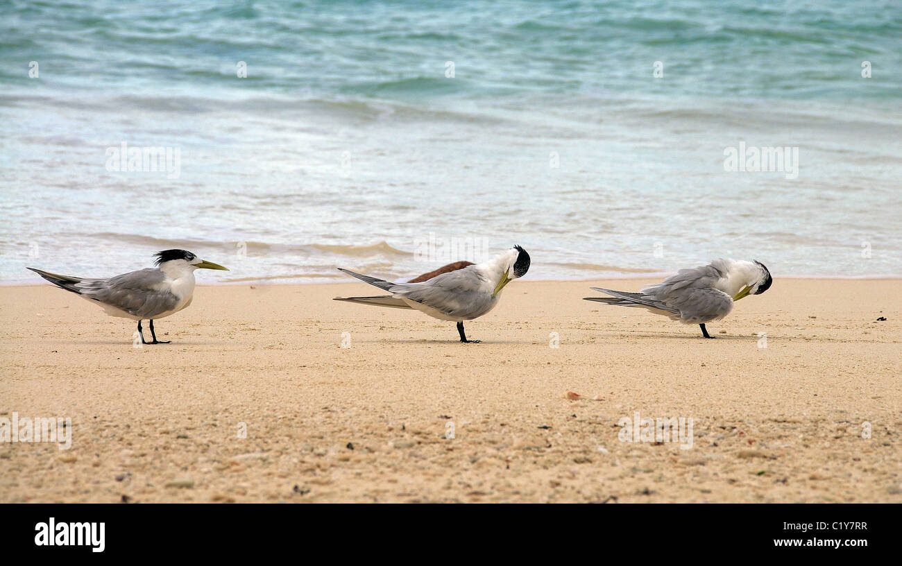Albero superiore crested sterne sedersi sulla sabbia, crested tern o swift tern (Thalasseus bergii) decolla da una spiaggia di sabbia, Denis Island Foto Stock