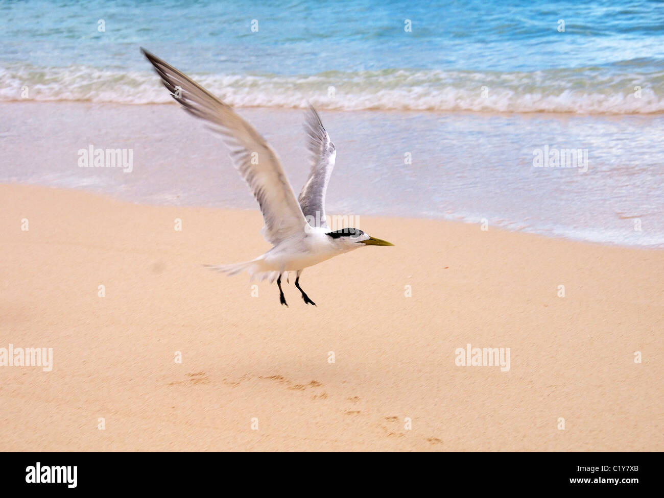 Maggiore crested tern sulla spiaggia. crested tern o swift tern (Thalasseus bergii) decolla da una spiaggia di sabbia, Denis Island Foto Stock