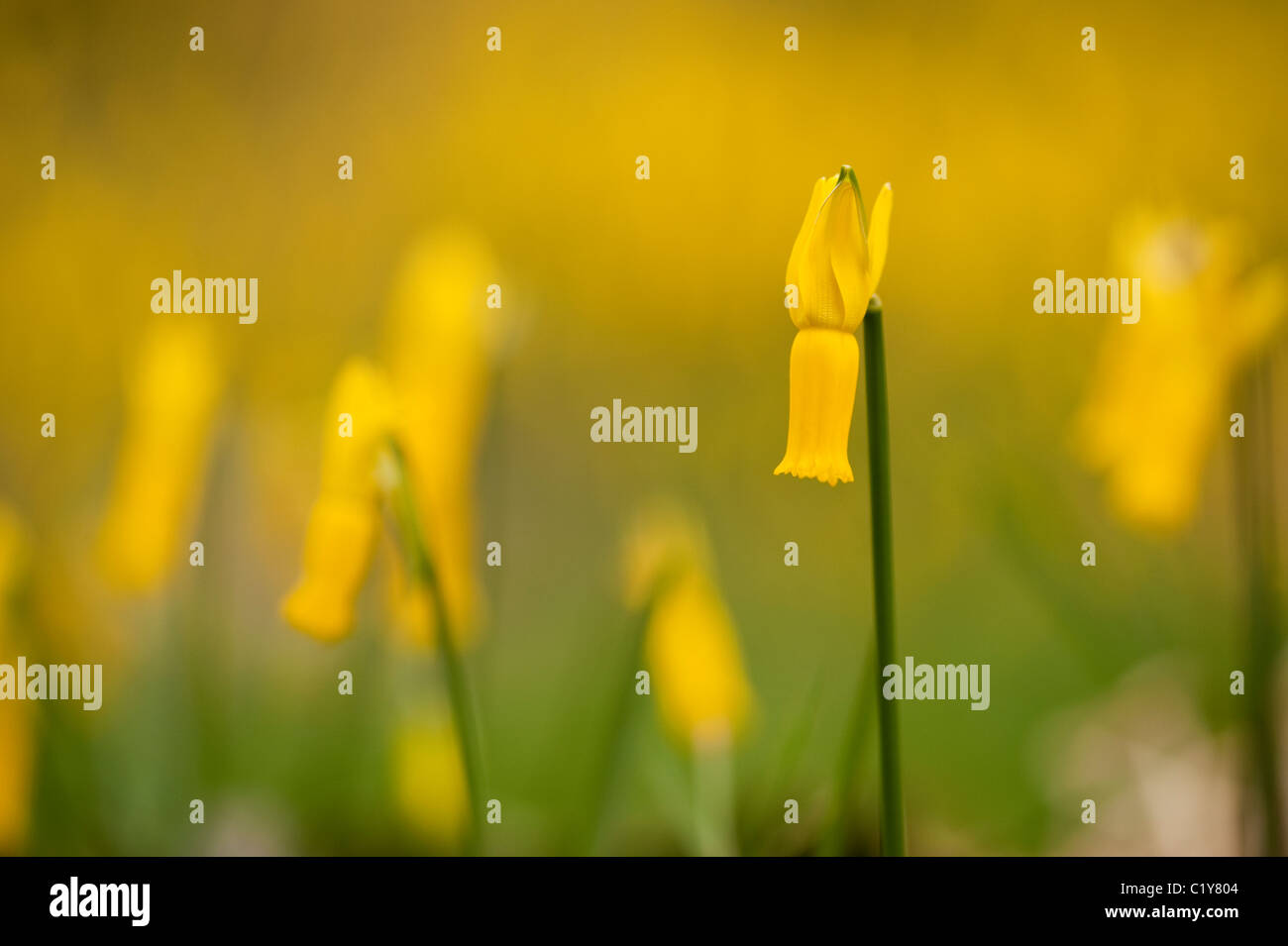 Narcissus cyclamineus, ciclamino-Daffodil fiore in fiore in Marzo Foto Stock