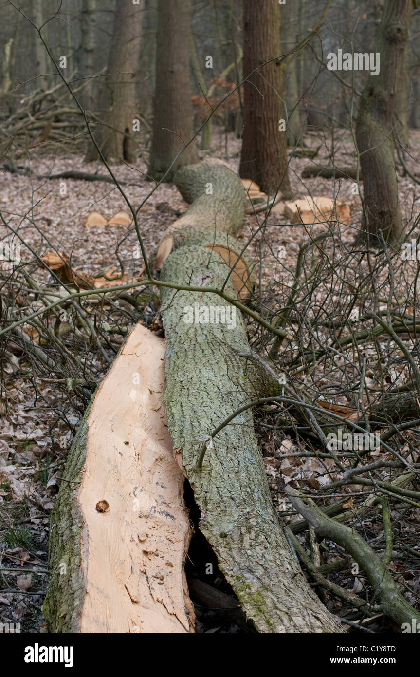 Albero abbattuto nel bosco in inglese. Foto Stock
