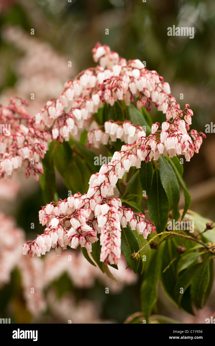 Sarcococca japonica 'Dorothy Wyckoff', Giapponese Sarcococca, in fiore nel Marzo Foto Stock