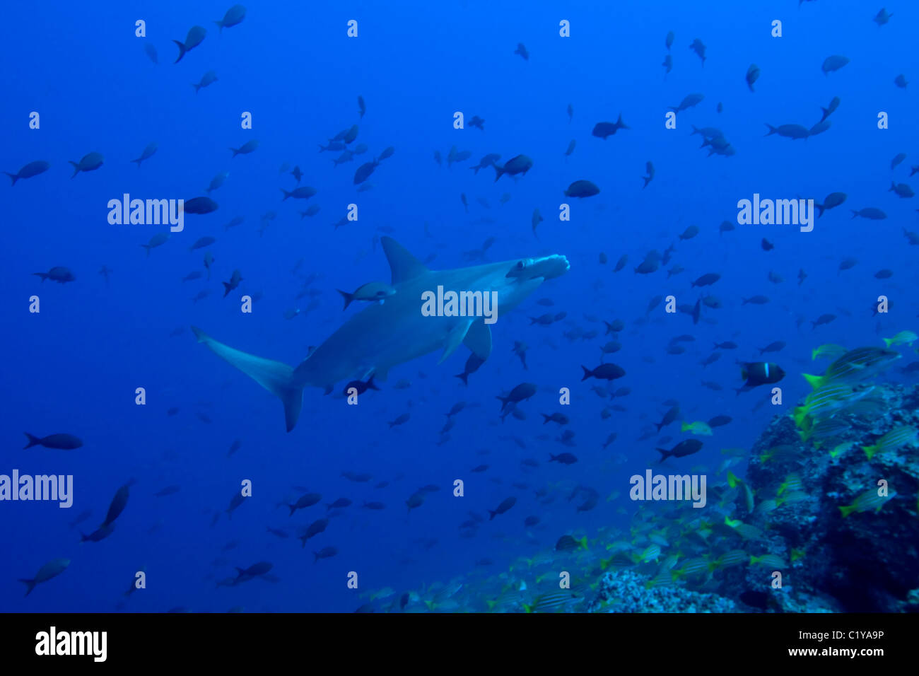 Un festone squalo martello (Sphyma lewini) nuota attraverso una scuola di pesce tropicale al Cocos Island al largo della costa Foto Stock