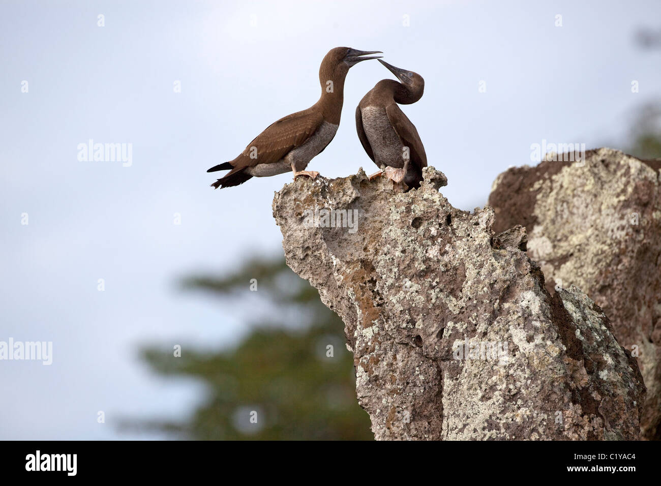 Una coppia di brown boobies (Sula leucogaster) arroccato in cima a una roccia su Cocos Island al largo della Costa Rica. Foto Stock