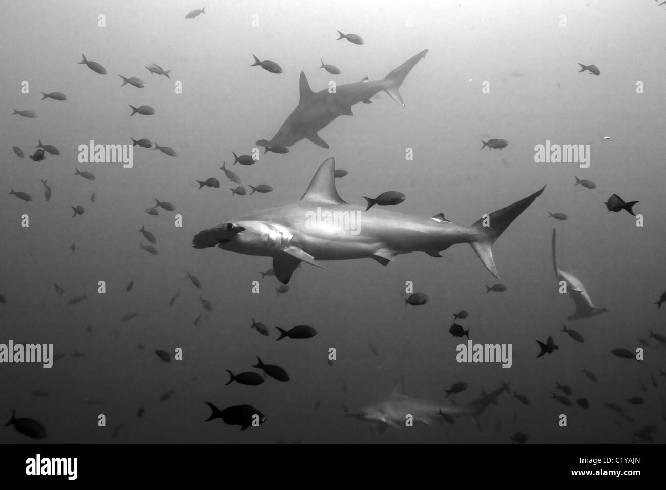 Festone squali martello (Sphyma lewini) nuotare attraverso una scuola di pesce tropicale al Cocos Island al largo della Costa Ri Foto Stock