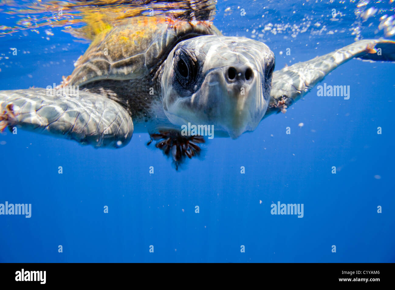 Una vista ingrandita di un raro Ridley Sea Turtle al Cocos Island al largo della Costa Rica. Foto Stock