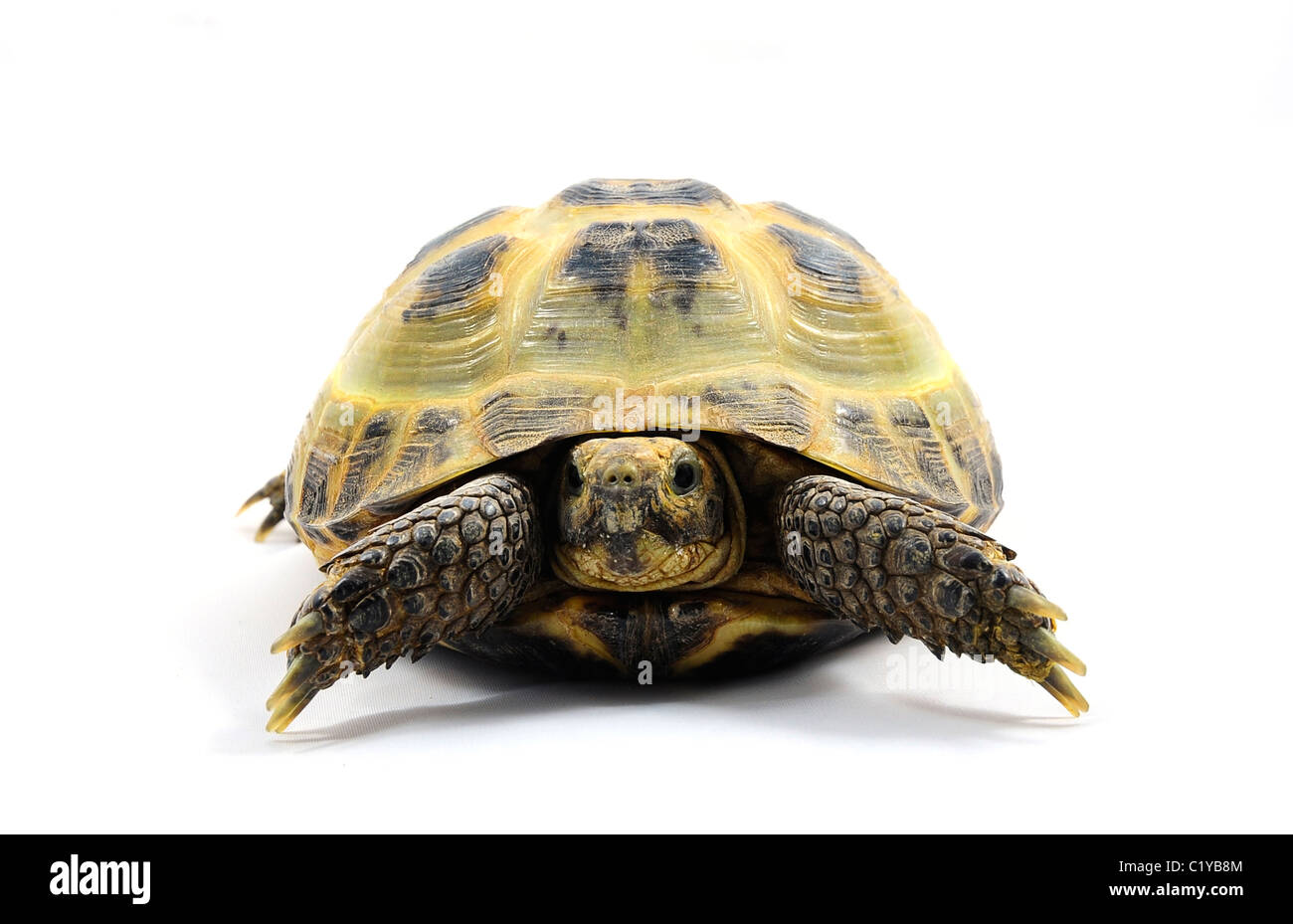 Un maschio Horsefield tartaruga (Testudo horsefieldi) Foto Stock