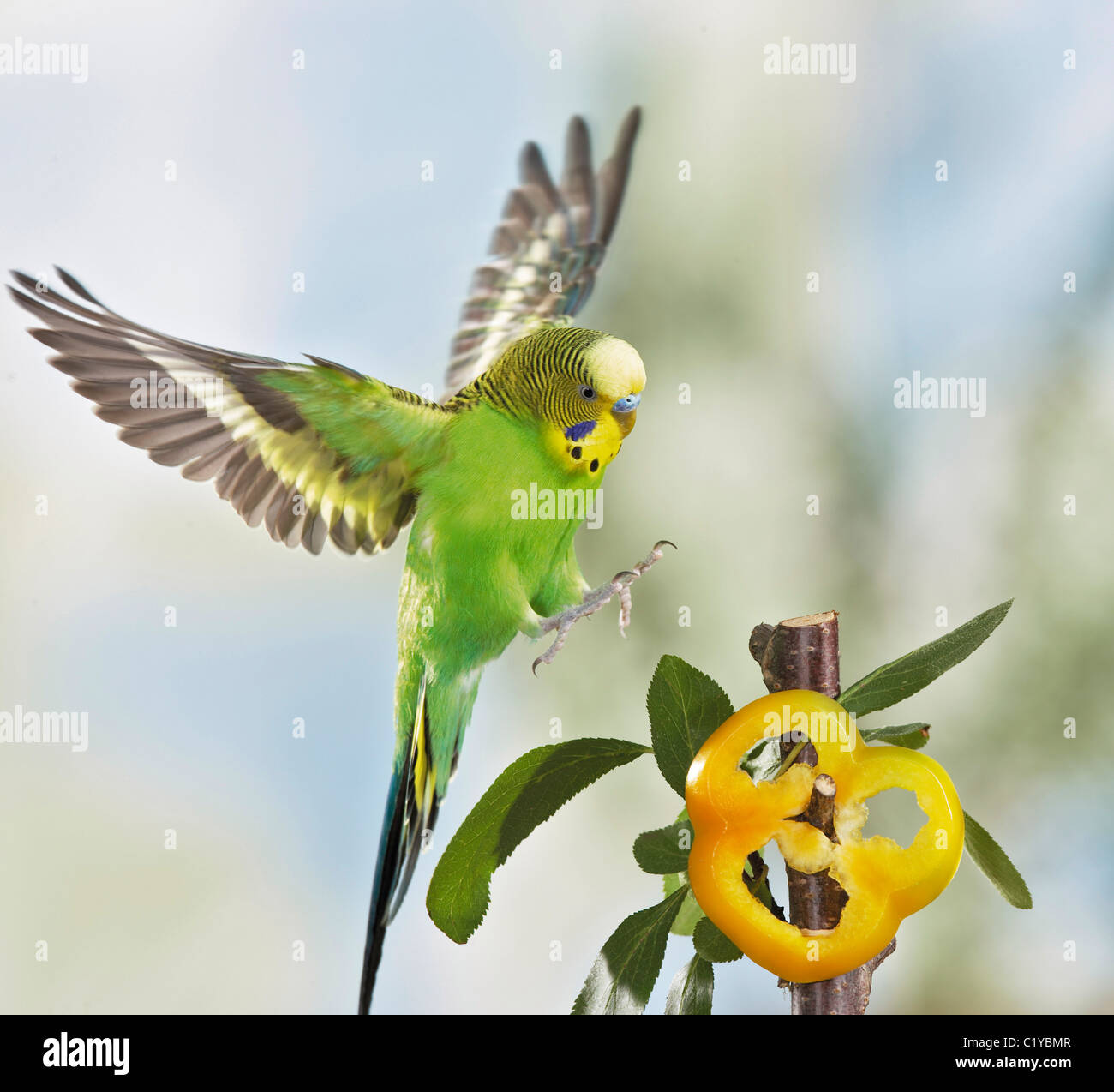Budgerigar in atterraggio approccio ad un ramoscello con una fetta di peperone dolce Foto Stock