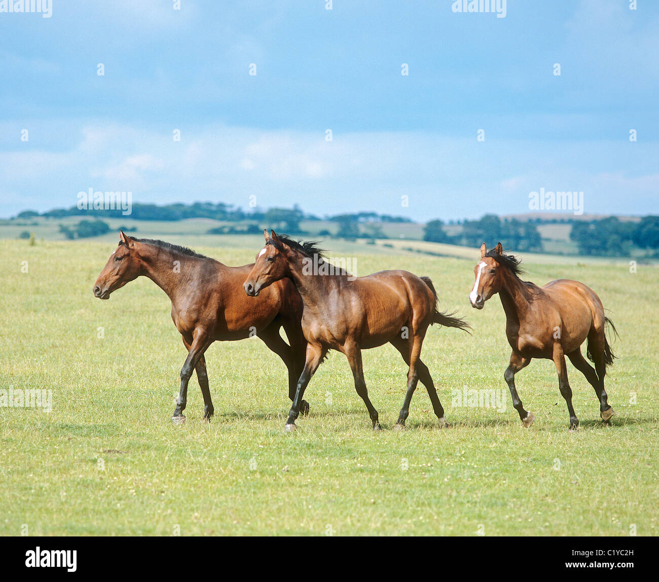 Tre inglese cavalli purosangue - camminando sul prato Foto Stock