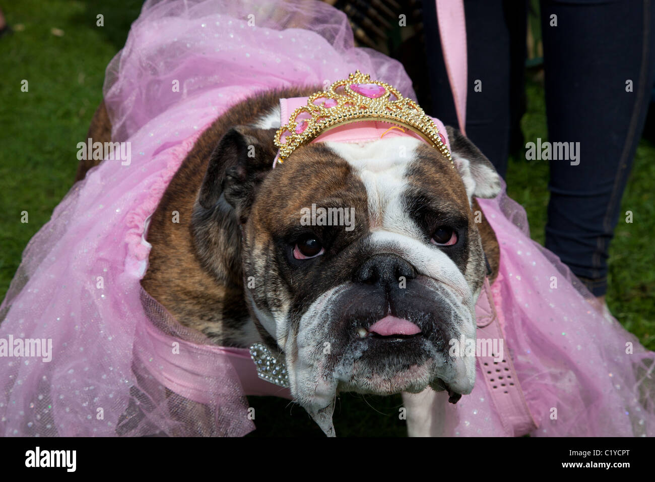 Bizzarro insolito cane divertente "fancy dress' Foto Stock