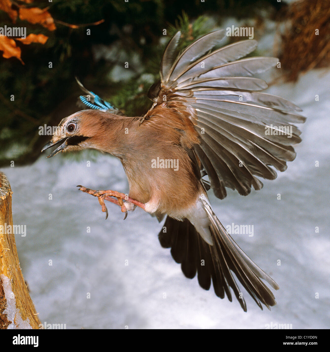 Jay eurasiatico (Garrulus glandarius) in procinto di atterrare su un posto Foto Stock