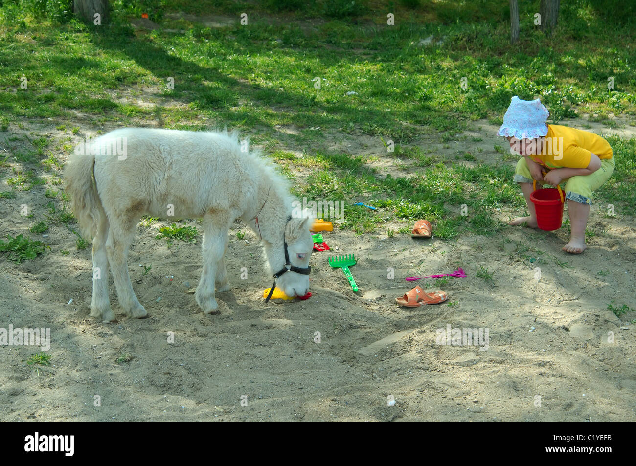 Cavallino Bianco puledro, Odessa, Ucraina, Europa orientale Foto Stock