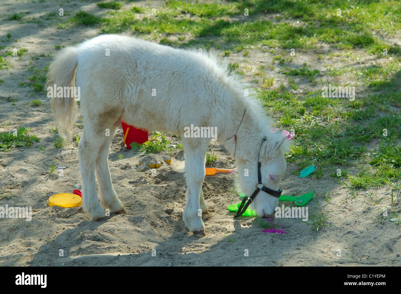 Cavallino Bianco puledro, Odessa, Ucraina, Europa orientale Foto Stock